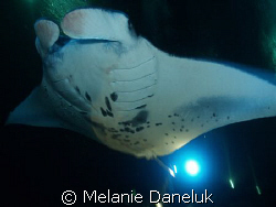 Manta at Garden Eel Cove, Kona, Hawaii.  Incredible exper... by Melanie Daneluk 